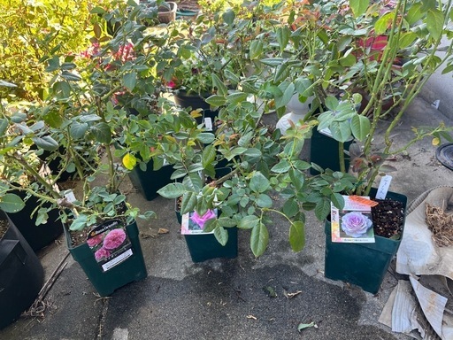 ロサオリエンティス接木大苗6鉢まとめ売り！！※引き取りのみ ザ