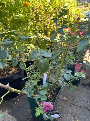 ロサオリエンティス接木大苗6鉢まとめ売り！！※引き取りのみ ザ