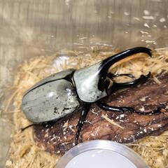 グラントシロカブト新成虫ペア（外国産カブトムシ）の画像