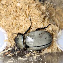 グラントシロカブト新成虫ペア（外国産カブトムシ）の画像