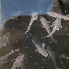 【交渉中】めだか　曜変天目　2ペア　メダカの画像