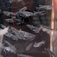 【交渉中】めだか　曜変天目　2ペア　メダカの画像