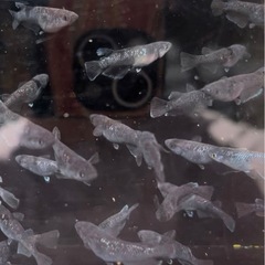 【交渉中】めだか　曜変天目　2ペア　メダカの画像