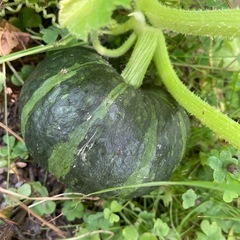 とりたて野菜の画像