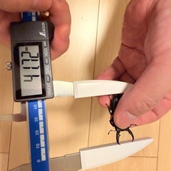 ヒラタクワガタ　ワイルド 41㍉前後の画像
