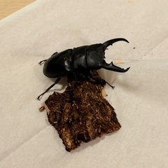 ヒラタクワガタ　ワイルド 41㍉前後の画像