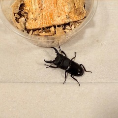 ヒラタクワガタ　ワイルド 41㍉前後の画像
