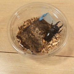 ヒラタクワガタ　ワイルド 41㍉前後の画像