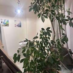 観葉植物達の画像