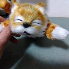 ねこのぬいぐるみの画像