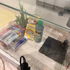 レグナス40cmガラス水槽の画像