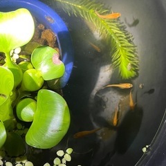 楊貴妃✨メダカ✨成魚10匹の画像