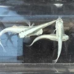 幹之(みゆき)メダカ　稚魚10匹の画像