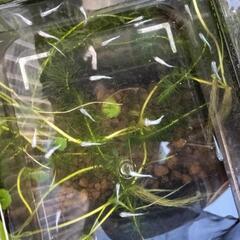 幹之(みゆき)メダカ　稚魚10匹の画像