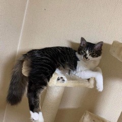 ミックス