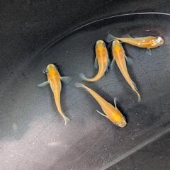 メダカ  楊貴妃パンダ(ショートボディ)　2P＋1の画像