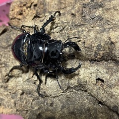 タランドゥスオオツヤクワガタ　♂の画像