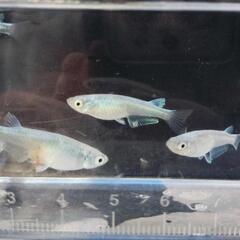 幹之(みゆき)メダカ　稚魚10匹の画像