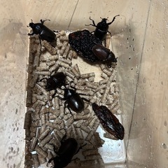 国産カブトムシ3ペアの画像
