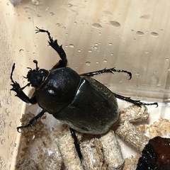 国産カブトムシ3ペアの画像