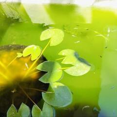 幹之(みゆき)メダカ　稚魚10匹の画像