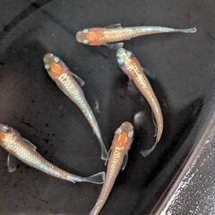 メダカ  アマテラス　2P＋1の画像
