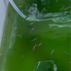 お話し中　夏休み特別価格　金閣　メダカ　若魚　1P  たくさん産まれてますの画像