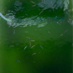お話し中　夏休み特別価格　金閣　メダカ　若魚　1P  たくさん産まれてますの画像