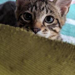 キジトラ　子猫　4匹