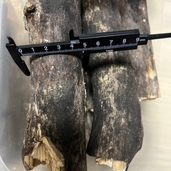 昆虫用　のぼり木、止まり木の画像