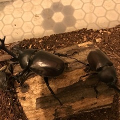 【お子さんの自由研究に】ノコギリクワガタペア➕カブトムシペアの画像