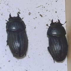 【値段見直しました】スジブトヒラタクワガタ　ペア　の画像