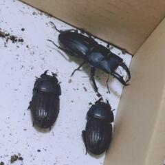 【値段見直しました】スジブトヒラタクワガタ　ペア　の画像