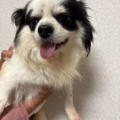 チワワ　ホワイト&ブラック　男の子　5歳 - 犬