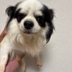 チワワ　ホワイト&ブラック　男の子　5歳 - 北設楽郡