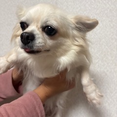チワワ　クリーム　5歳 - 北設楽郡