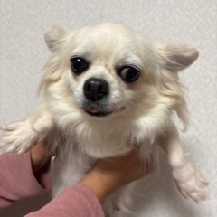 チワワ　クリーム　5歳
