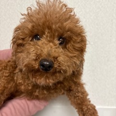 トイプードル　女の子　3歳　レッド