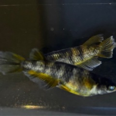 🐟【金閣卵】🐟　メダカの画像