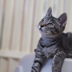 おてんばなヒカリちゃん