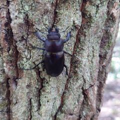 ミヤマクワガタ オス56mmペアの画像