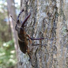 ミヤマクワガタ オス56mmペアの画像
