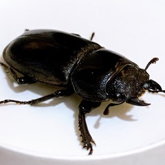クワガタ　先着の画像