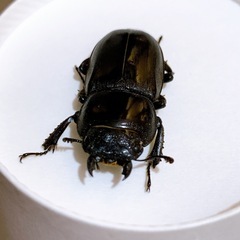 クワガタ　先着の画像