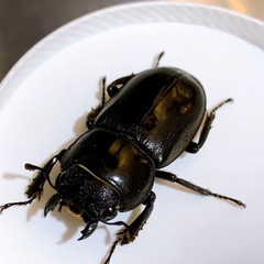 クワガタ　先着の画像