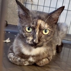 急募です。親子猫さんを迎えて下さい