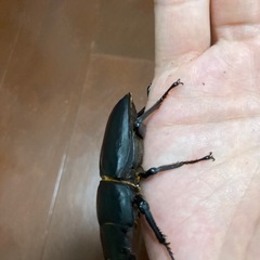 オオクワガタ（能勢SR血統）オス1匹・メス2匹　新成虫の画像