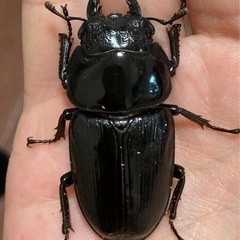 オオクワガタ（能勢SR血統）オス1匹・メス2匹　新成虫の画像