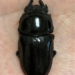 オオクワガタ（能勢SR血統）オス1匹・メス2匹　新成虫の画像