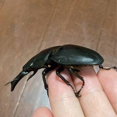オオクワガタ（能勢SR血統）オス1匹・メス2匹　新成虫の画像